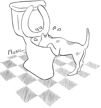Dog Water