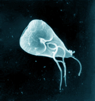 giardia in water tanks